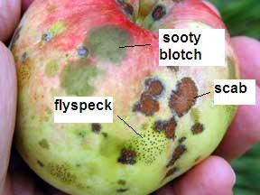 Sooty blotch and fly speck