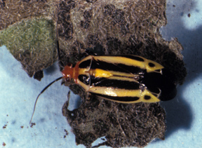 Four-lined plant bug