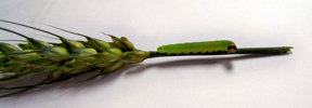 leaf-feeding sawfly