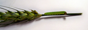 leaf-feeding sawfly leaf-feeding sawfly