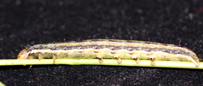 True Armyworm