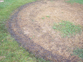 damage to turf