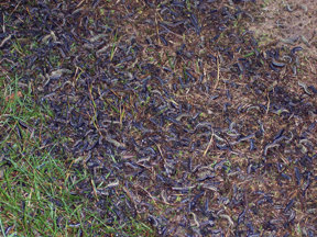 dead armyworms dead armyworms