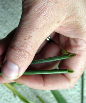 wheat stems