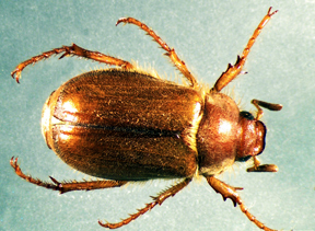 European Chafer