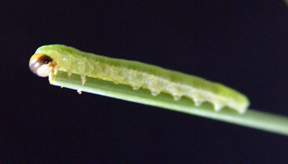 sawfly sawfly