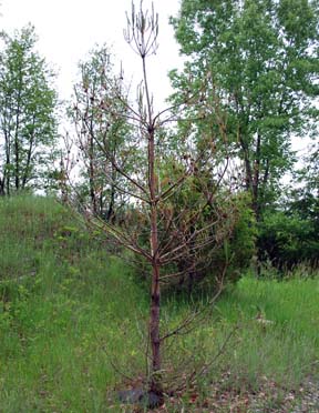 Defoliation