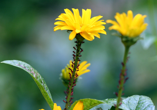 Uroleucon aphids