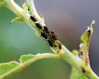 Aphids on willow