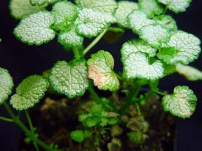 Downy mildew Downy mildew