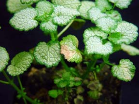 Downy mildew