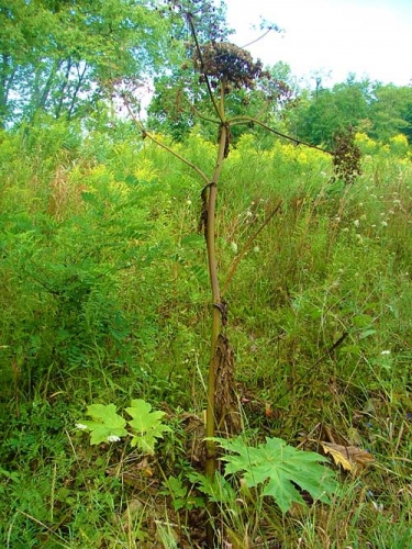 Giant hogweed