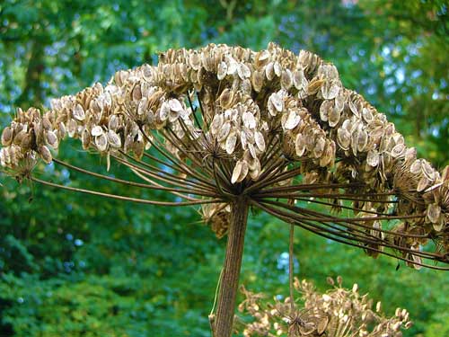 Giant hogweed