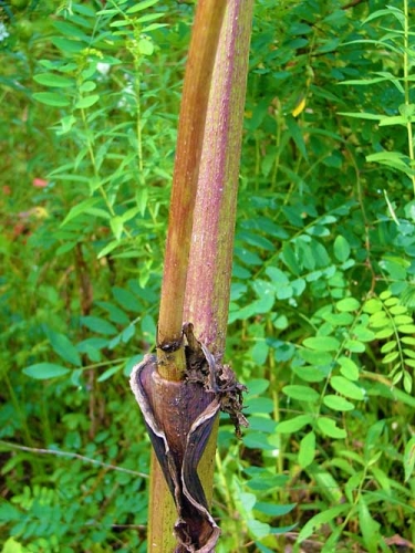 Giant hogweed