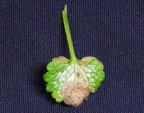 Downy mildew Downy mildew