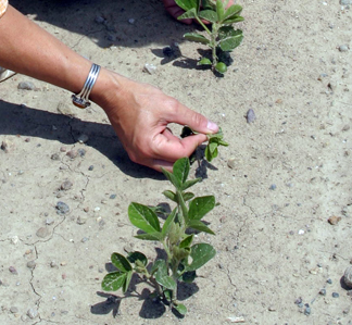 Aphids attacking soybeans