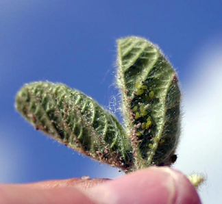 Soybean aphids