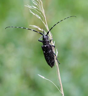 Whitespotted pine sawyer