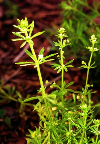 Bedstraw