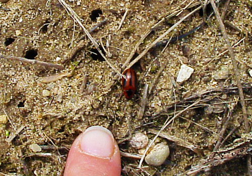 red turnip beetle red turnip beetle