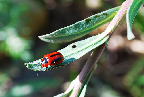 red turnip beetle red turnip beetle