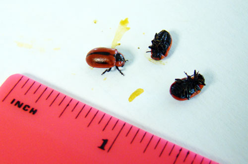 red turnip beetle red turnip beetle