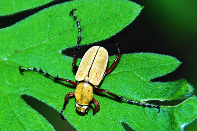 rose chafer