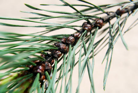 Pine tortoise scale on branch