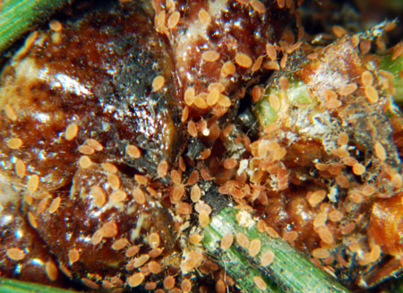 Pine tortoise scale crawlers