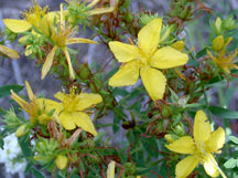 Common St. Johnswort flowers