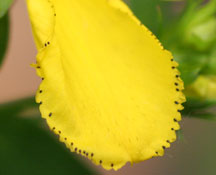 Black dots on petal