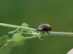 St. Johnswort beetle
