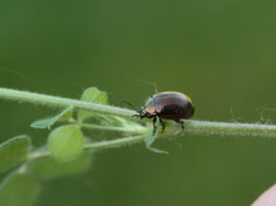 St. Johnswort beetle St. Johnswort beetle