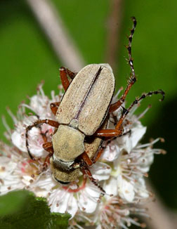 Rose chafer