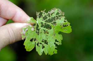 Rose chafer injury to leaves