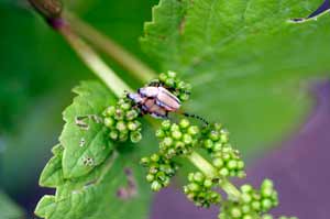 Rose chafer on flower buds