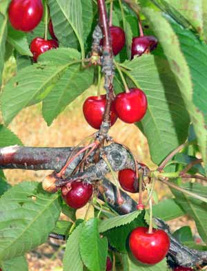 Bird damage to cherries