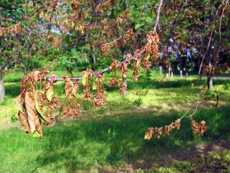 European brown rot of blossom blight and shoot wilt