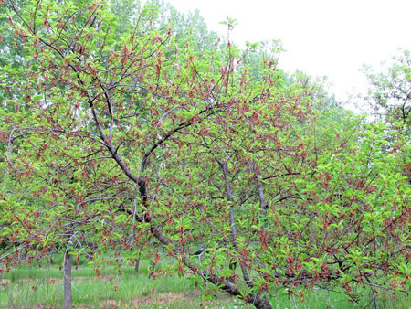 European brown rot