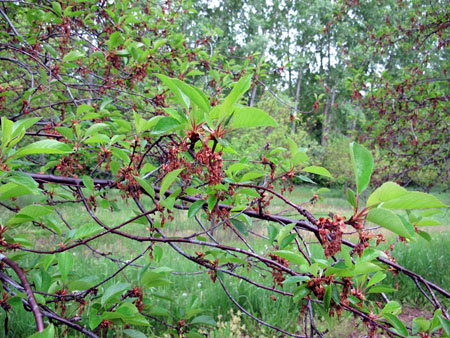 Initial symptoms of European brown rot blossom blight