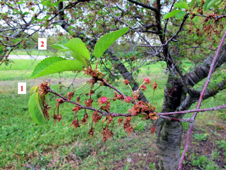 European brown rot symptoms