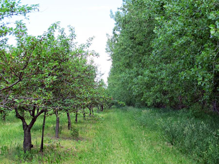 European brown rot-infected Montmorency trees