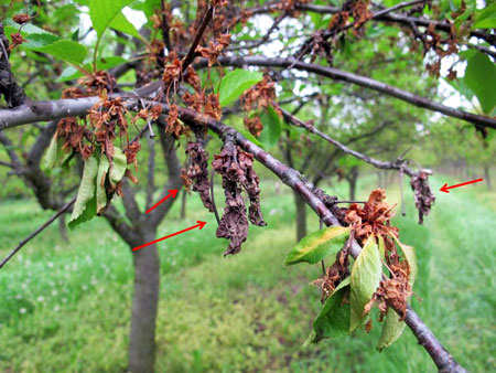 European brown rot symptoms