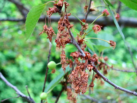 European brown rot blossom blight