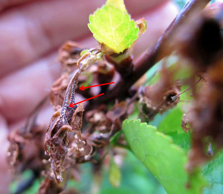 Sporulation of European brown rot 