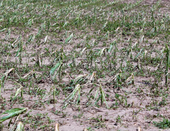 Hail damage to corn
