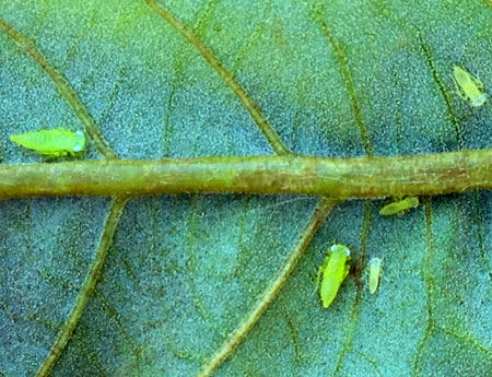 Wingless potato leafhopper