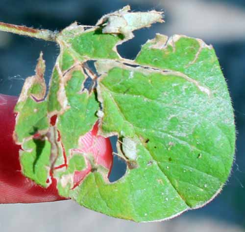 Hail damage