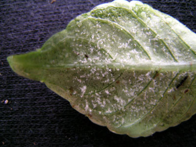 diseased leaf diseased leaf