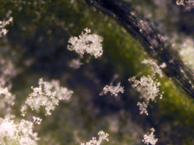 Magnified leaf Magnified leaf